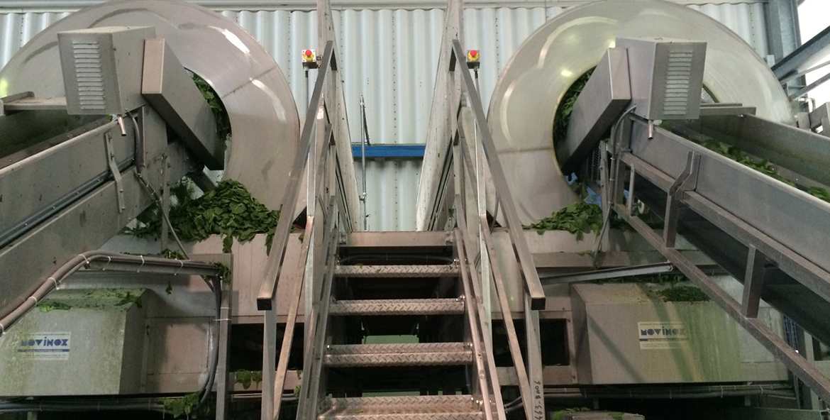Linea vegetali in foglia