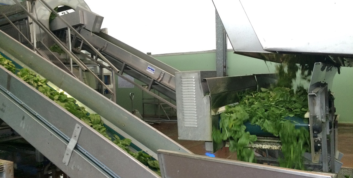 Linea vegetali in foglia