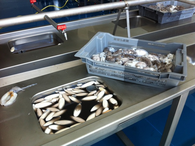 TAVOLO EVISCERAZIONE MOD. TEM_ 3