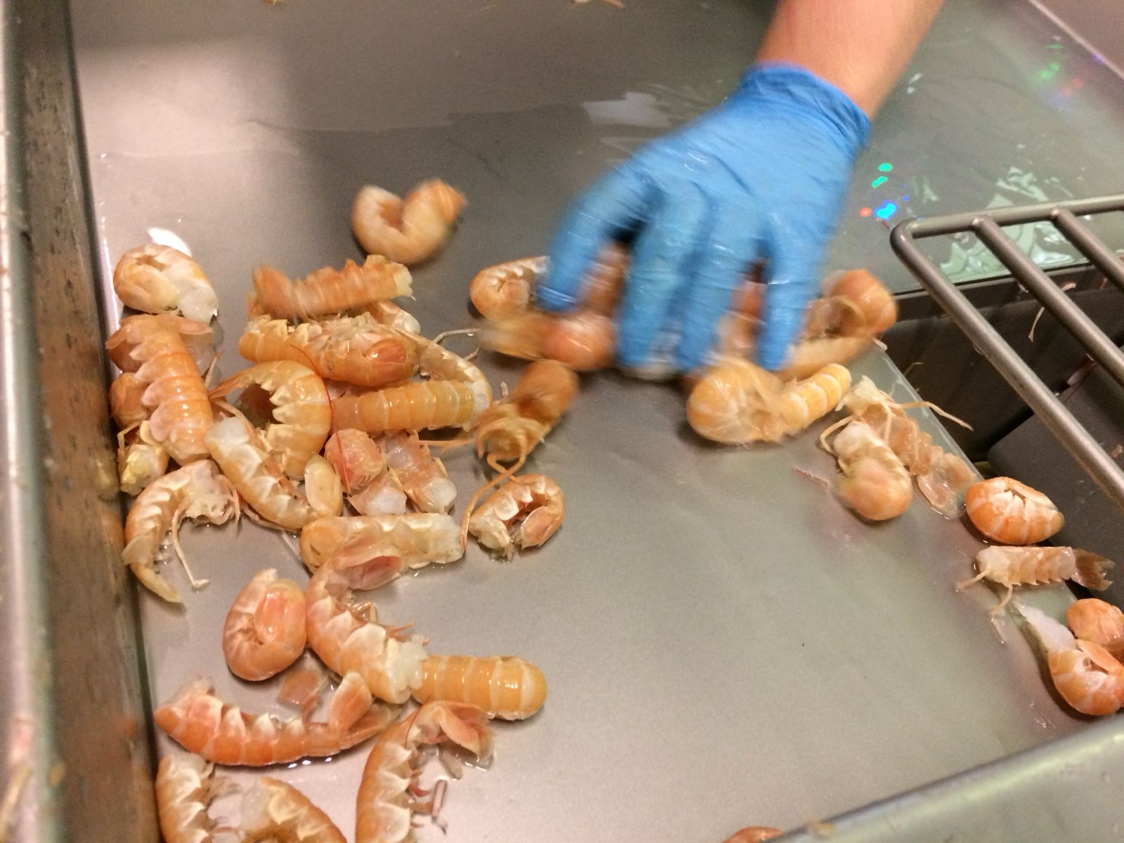 WhatsApp Image 2026-01-29 at 18.07.09 (1)