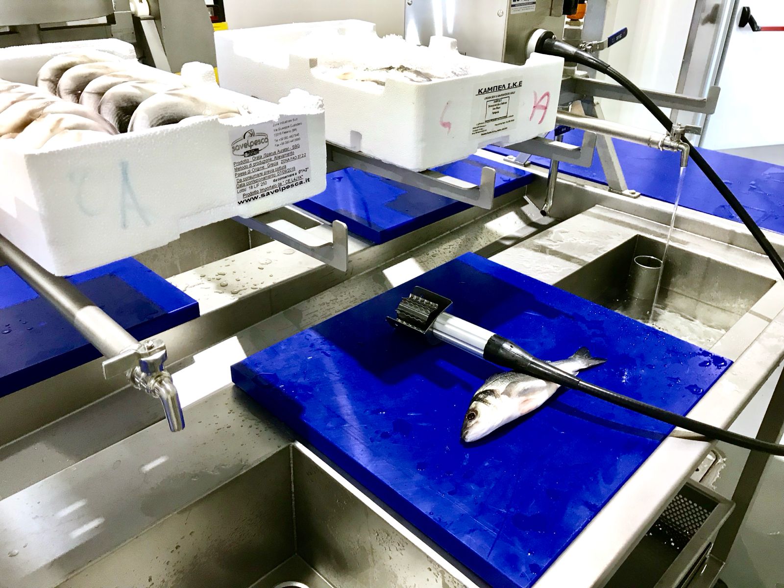 WhatsApp Image 2026-01-29 at 18.09.42